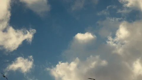 Clouds and Gulls 스톡 동영상 124145223
