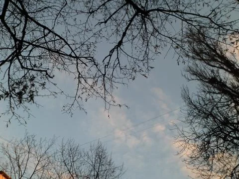 Clouds and leafless trees Stock Photos