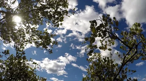 Clouds and mangroves time lapse dolly shot Видео 55344871