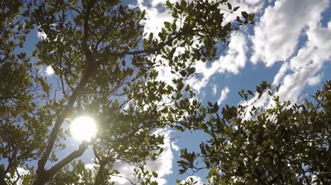 Clouds and mangroves time lapse zoom out Видео 55344885