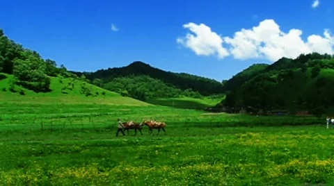 Clouds and meadow Vídeo Stock 790702