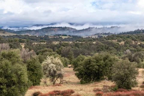 Clouds and mist over rolling hills in spring time with pear tree in bloom Stock Photos