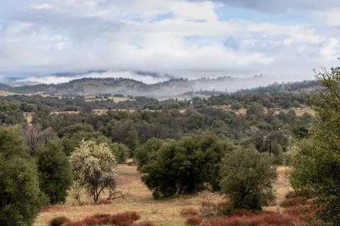 Clouds and mist over rolling hills in spring time with pear tree in bloom Stock Photos