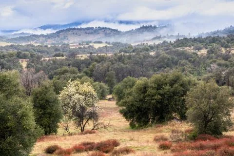 Clouds and mist over rolling hills in spring time with pear tree in bloom Stock Photos