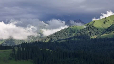 Clouds and mist swirl through the pine tree forest at sunset Vídeos de archivo 286794536
