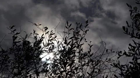 Clouds and olive branches 2 Stock Footage 297705489