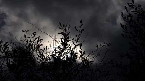 Clouds and olive branches 3 Stock Footage 297705664