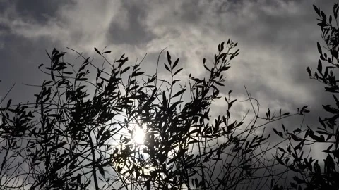 Clouds and olive branches 4 Stock Footage 297705868