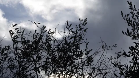 Clouds and olive branches 5 Stock Footage 297705957