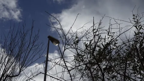 Clouds and olive branches 6 Stock Footage 297705290