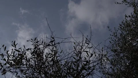 Clouds and olive branches 7 Stock Footage 297705289
