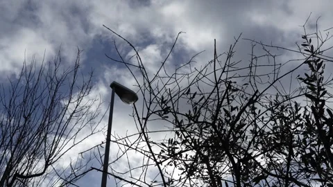 Clouds and olive branches 8 Stock Footage 297705483