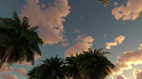 Clouds and palm trees beautiful landscape. Stock Footage 232492772