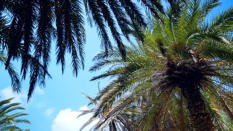 Clouds and palm trees Stock Footage 92463412