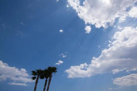 Clouds and palm trees in the wind Stock Photos