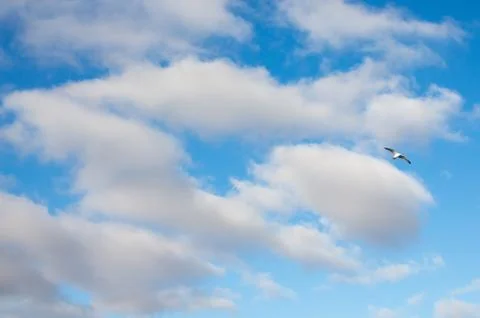 Clouds and Seagull Stock Photos
