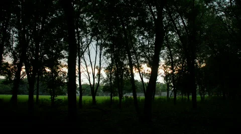 Clouds and Sun in Forest 1 Stock Footage 108038