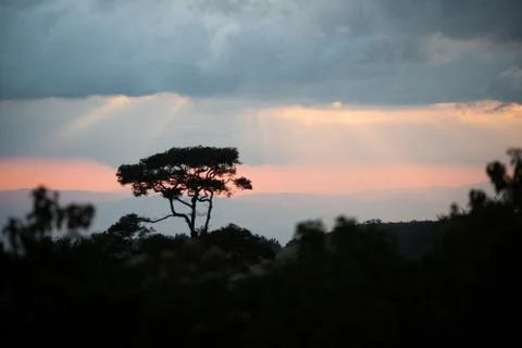 Clouds and Sun in Jungle Stock Photos
