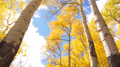 Clouds and sun over Aspen trees Stock Footage 68535207
