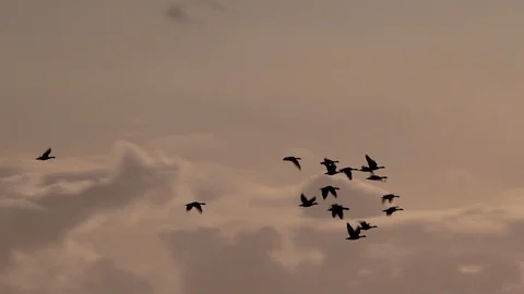 Clouds and sunset with geese in migration wintertime England 4k Stockbeeldmateriaal 117890969