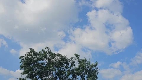 Clouds and tree Stock Footage 293219636