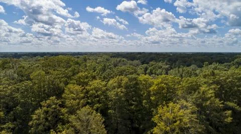 Clouds and Tree-line in Florida Stock Photos