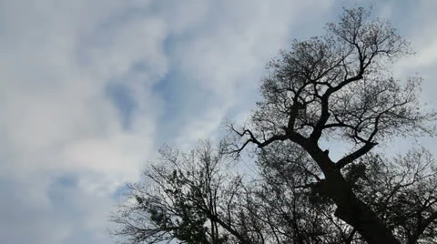 Clouds and tree time lapse c Stock Footage 26238420