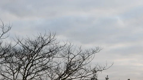 Clouds and tree - time lapse Stock Footage 120884258