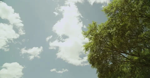 Clouds and Tree Timelapse Video stock 49750604