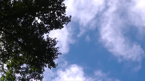 Clouds and trees 2 스톡 동영상 220790354