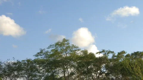 Clouds and trees branches time lapse  Video stock 515288