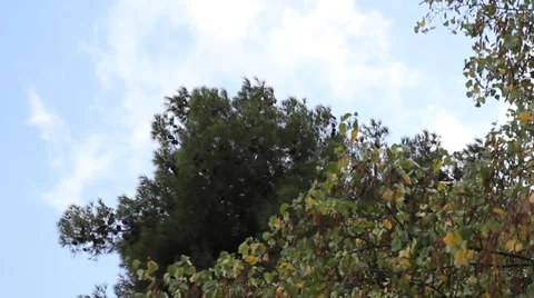 Clouds and trees Stock Footage 32156579