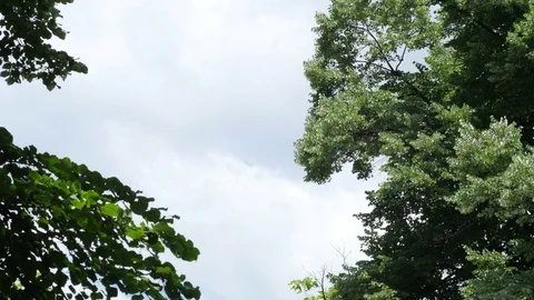 Clouds and Trees Stock Footage 71156624