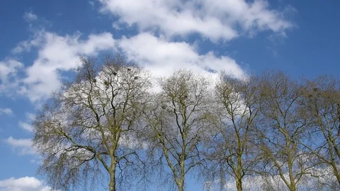 Clouds and trees Stock Footage 74470903