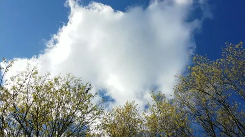 Clouds and Trees Video stock 132663003