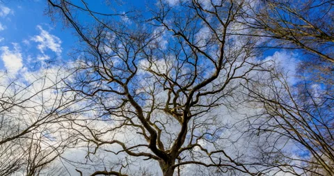Clouds and Trees Video stock 136558789