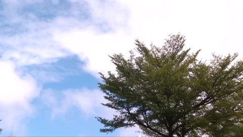 Clouds and trees 스톡 동영상 220789343