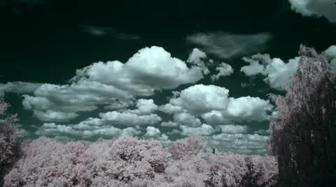 Clouds and trees, infrared time lapse t3315 Stock Footage 11409618