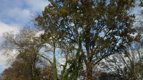 Clouds and Trees in Nashville Stock Footage 44518397