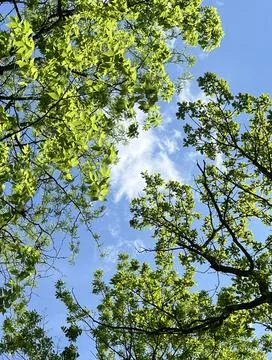 Clouds and Trees Stock Photos