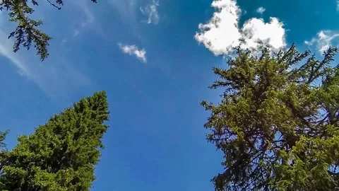 Clouds and Trees Time Lapse Stock Footage 90815033