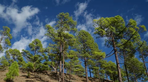 Clouds and tree´s timelaps 動画素材 43810148
