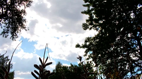 Clouds and trees timelapse fast Stock Footage 42188670