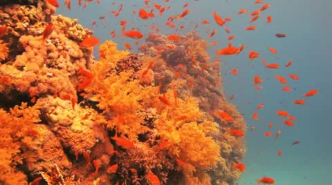 Clouds of anthias covering the reef Stock Footage 22639402