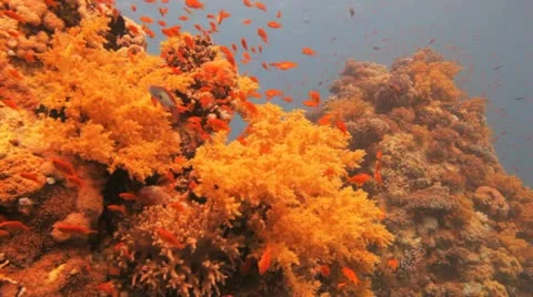 Clouds of anthias covering the reef Stock Footage 22639410
