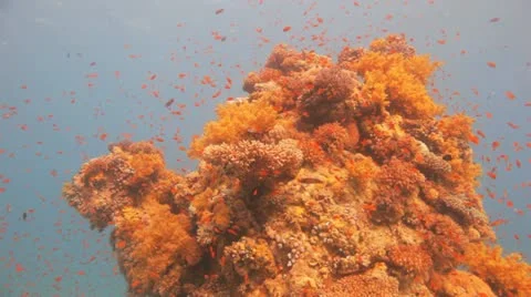 Clouds of anthias covering the reef Stock Footage 22639415