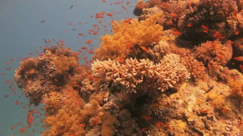Clouds of anthias covering the reef Stock Footage 22639456