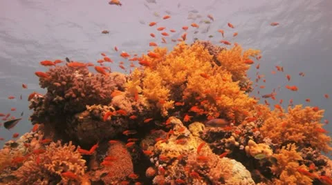 Clouds of anthias covering the reef Stock Footage 22639464