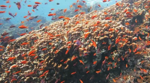 Clouds of anthias covering the reef Stock Footage 22641357