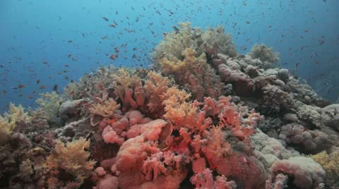 Clouds of anthias covering the reef Stockbeeldmateriaal 22641361